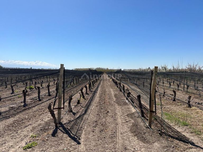 Finca en Venta en Tunuyan, Mendoza