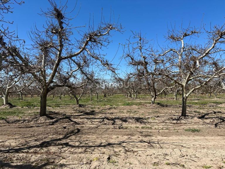 Finca en Venta en Tunuyan, Mendoza