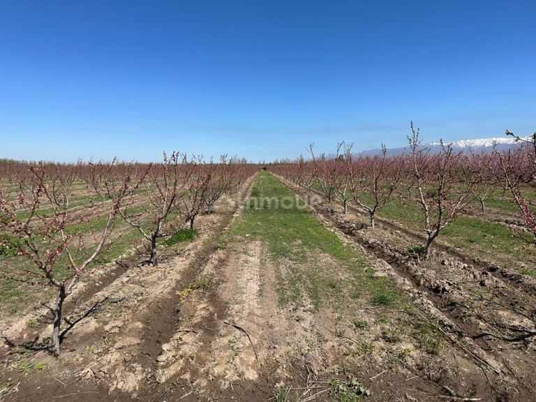 Finca en Venta en Tunuyan, Mendoza