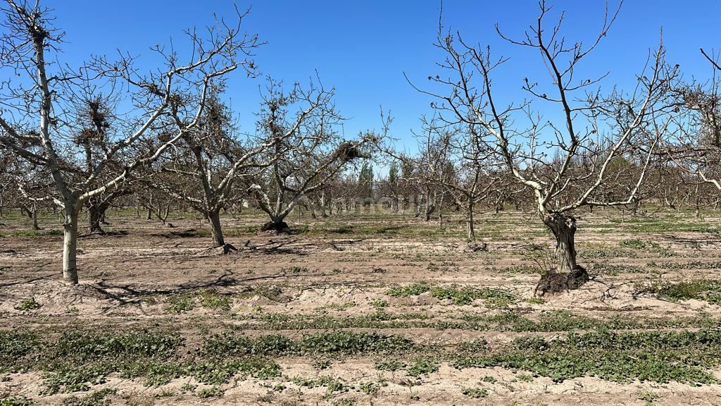 Finca en Venta en Tunuyan, Mendoza
