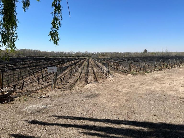 Finca en Venta en Tunuyan, Mendoza