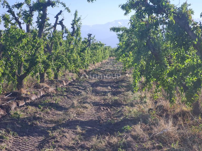 Finca en Venta en Tupungato, Mendoza