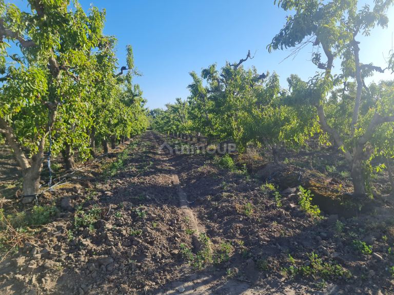 Finca en Venta en Tupungato, Mendoza