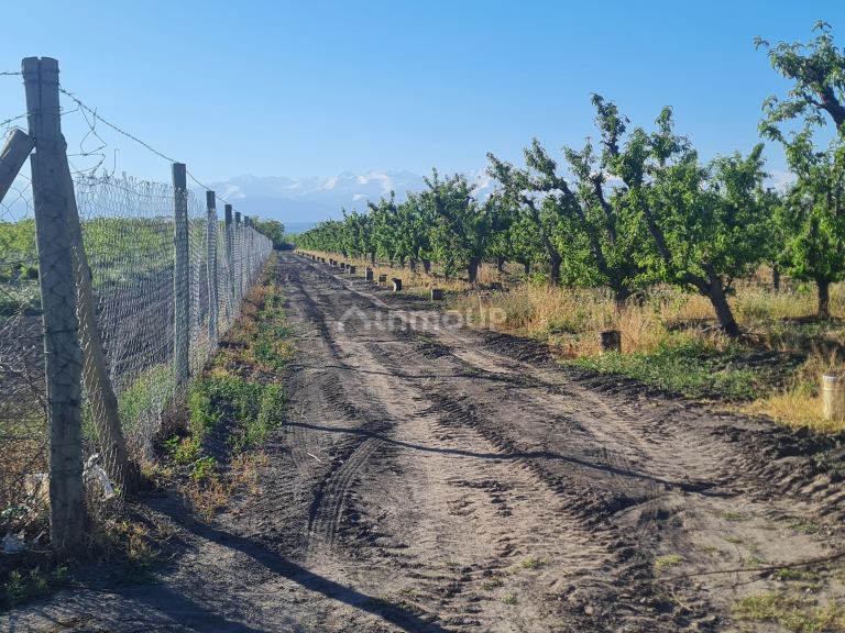 Finca en Venta en Tupungato, Mendoza