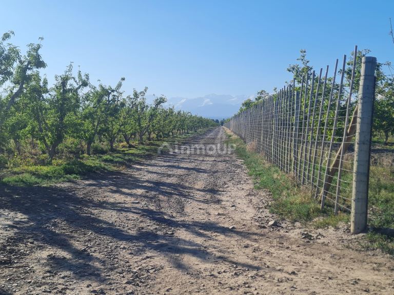 Finca en Venta en Tupungato, Mendoza