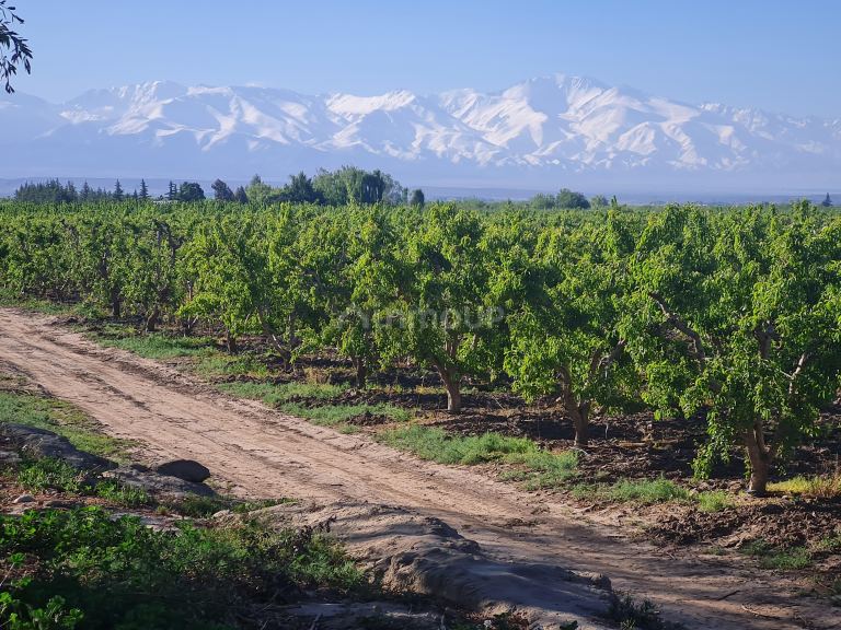 Finca en Venta en Tupungato, Mendoza