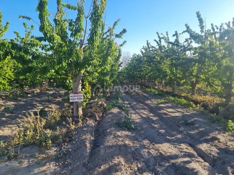 Finca en Venta en Tupungato, Mendoza