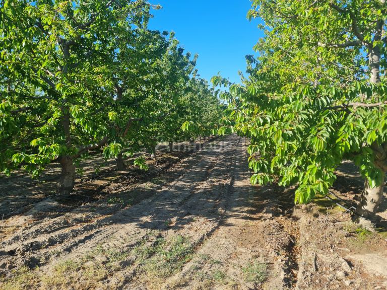 Finca en Venta en Tupungato, Mendoza