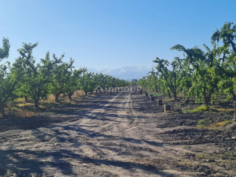 Finca en Venta en Tupungato, Mendoza