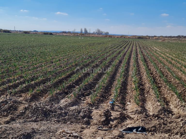 Finca en Venta en Lujan de Cuyo, Mendoza