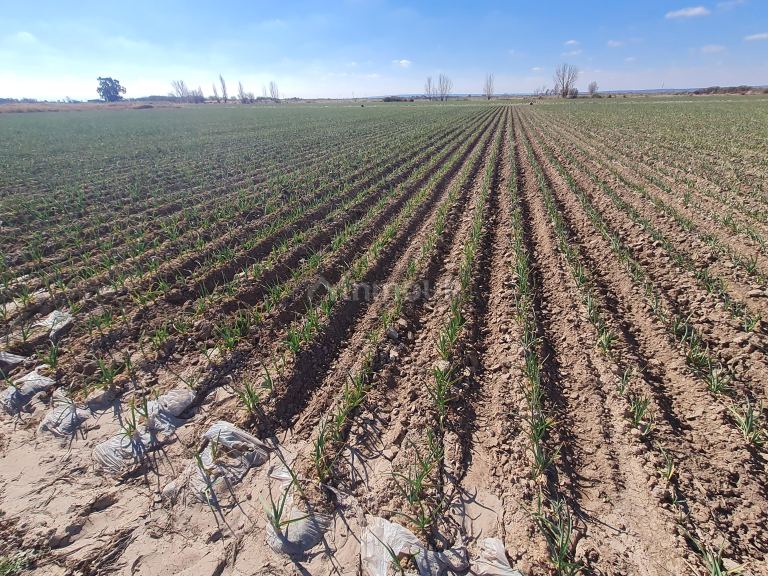 Finca en Venta en Lujan de Cuyo, Mendoza