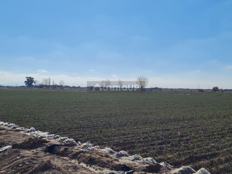 Finca en Venta en Lujan de Cuyo, Mendoza