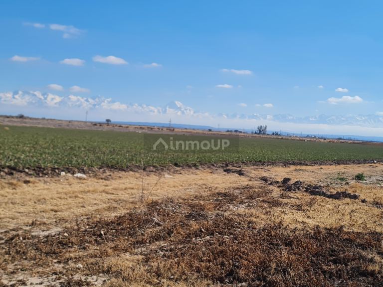 Finca en Venta en Lujan de Cuyo, Mendoza