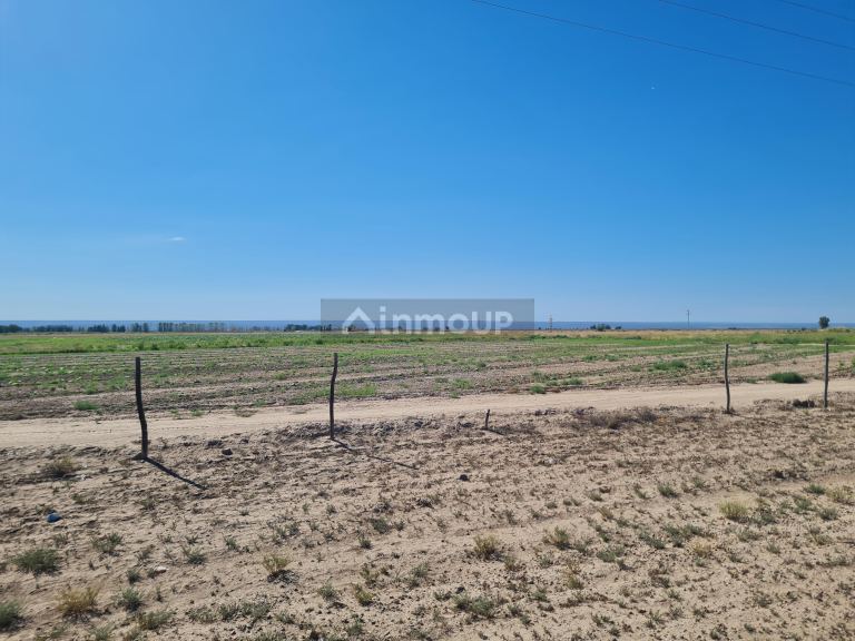Finca en Venta en Lujan de Cuyo, Mendoza