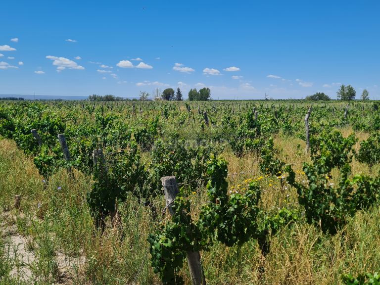 Finca en Venta en San Carlos, Mendoza