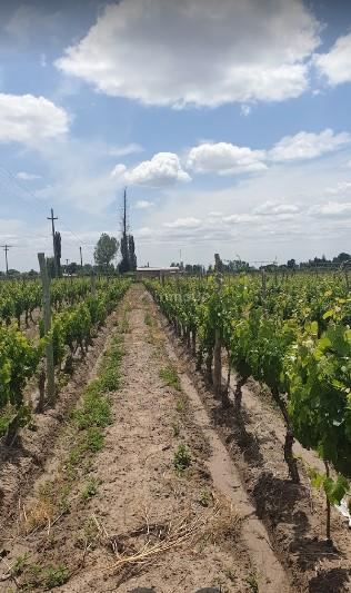Finca en Venta en San Carlos, Mendoza