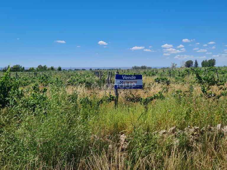Finca en Venta en San Carlos, Mendoza