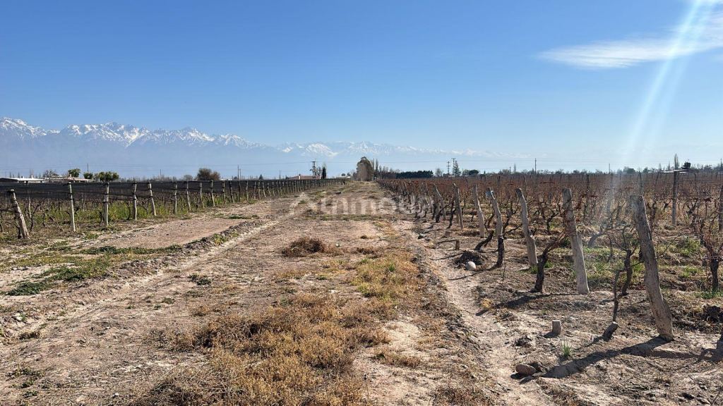 Finca en Venta en San Carlos, Mendoza