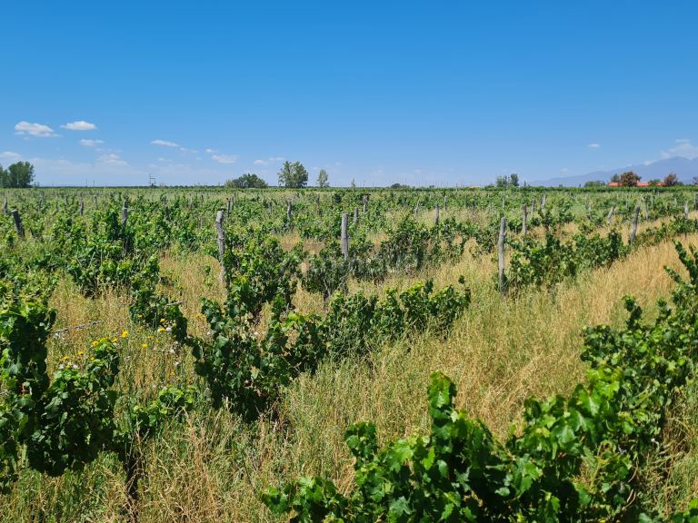 Finca en Venta en San Carlos, Mendoza