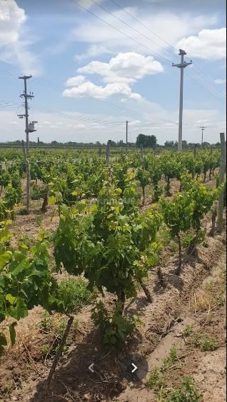 Finca en Venta en San Carlos, Mendoza