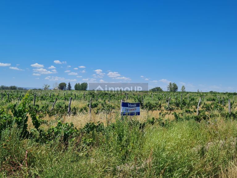 Finca en Venta en San Carlos, Mendoza