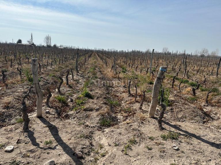 Finca en Venta en San Carlos, Mendoza