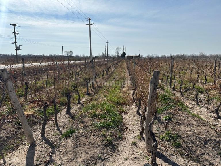 Finca en Venta en San Carlos, Mendoza