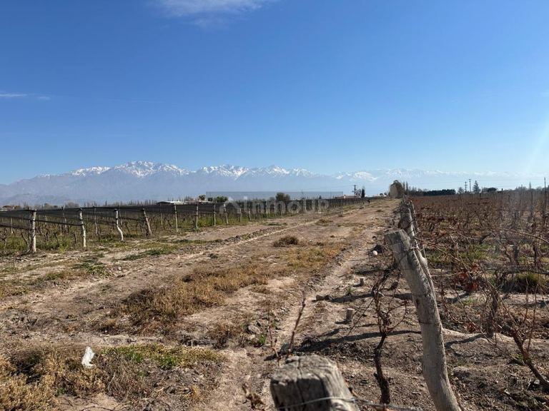 Finca en Venta en San Carlos, Mendoza