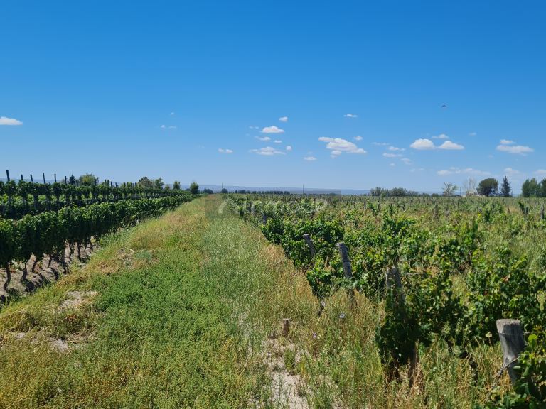 Finca en Venta en San Carlos, Mendoza