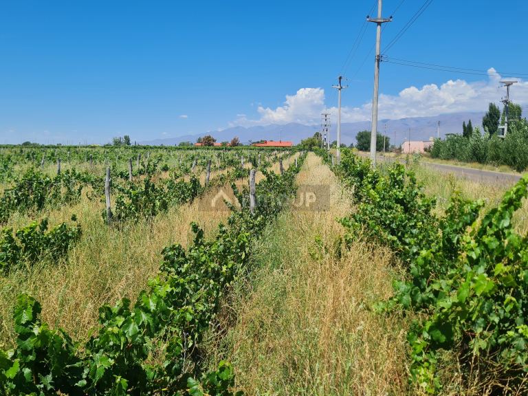 Finca en Venta en San Carlos, Mendoza