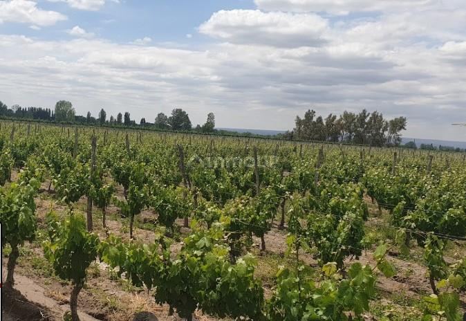 Finca en Venta en San Carlos, Mendoza