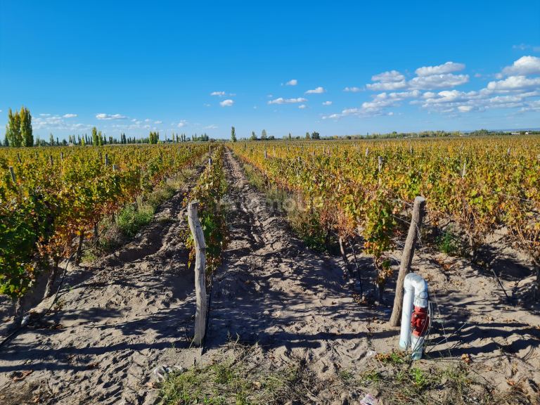 Finca en Venta en San Carlos, Mendoza