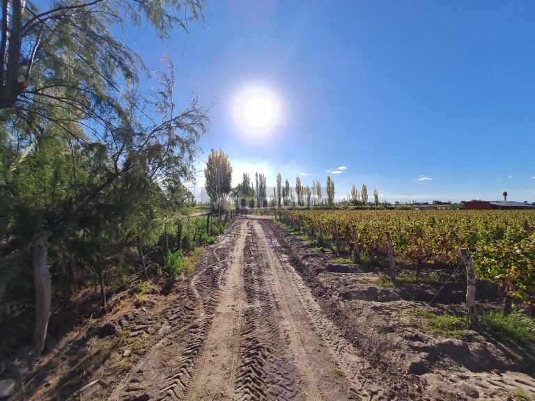 Finca en Venta en San Carlos, Mendoza