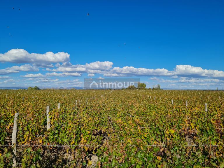 Finca en Venta en San Carlos, Mendoza
