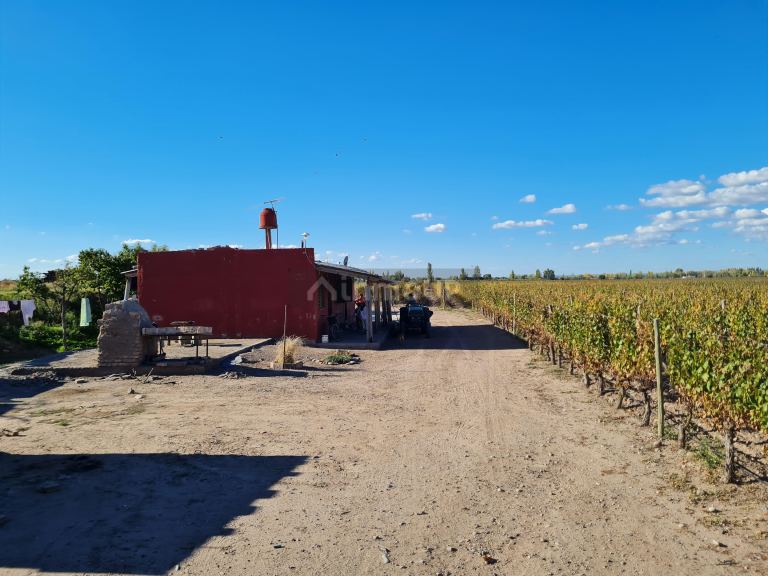 Finca en Venta en San Carlos, Mendoza
