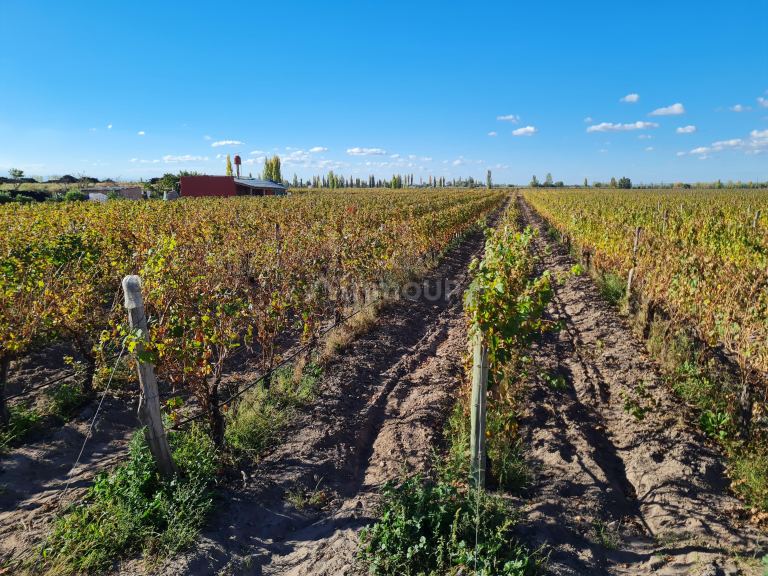 Finca en Venta en San Carlos, Mendoza