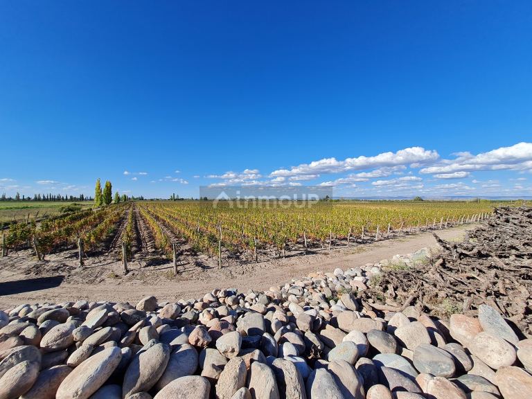 Finca en Venta en San Carlos, Mendoza