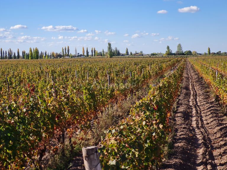 Finca en Venta en San Carlos, Mendoza
