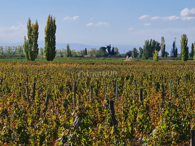 Finca en Venta en San Carlos, Mendoza