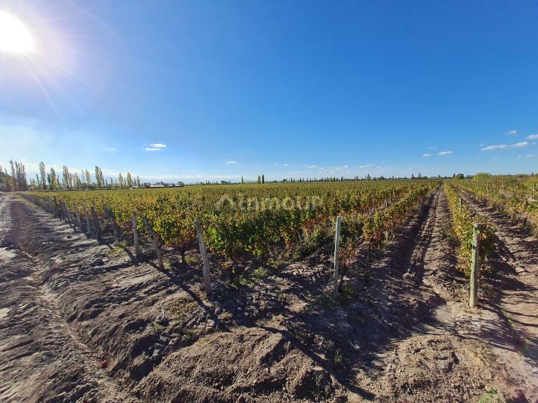 Finca en Venta en San Carlos, Mendoza