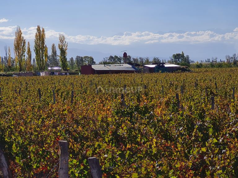 Finca en Venta en San Carlos, Mendoza