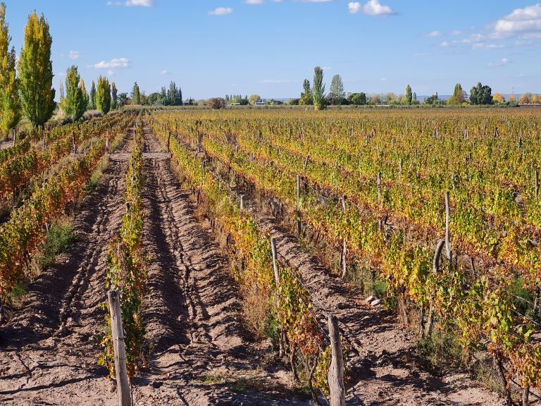 Finca en Venta en San Carlos, Mendoza