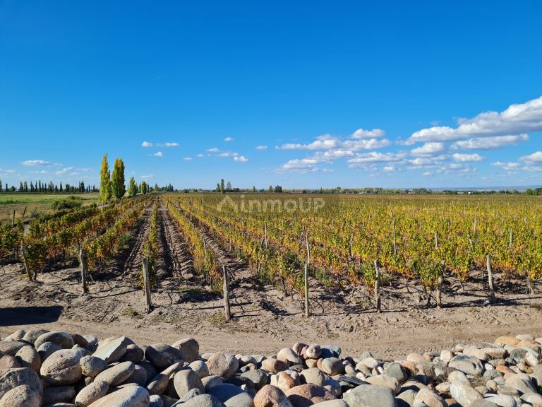 Finca en Venta en San Carlos, Mendoza