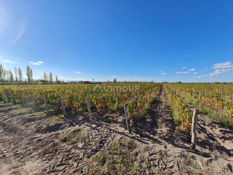 Finca en Venta en San Carlos, Mendoza