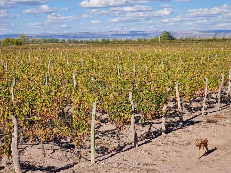 Finca en Venta en San Carlos, Mendoza