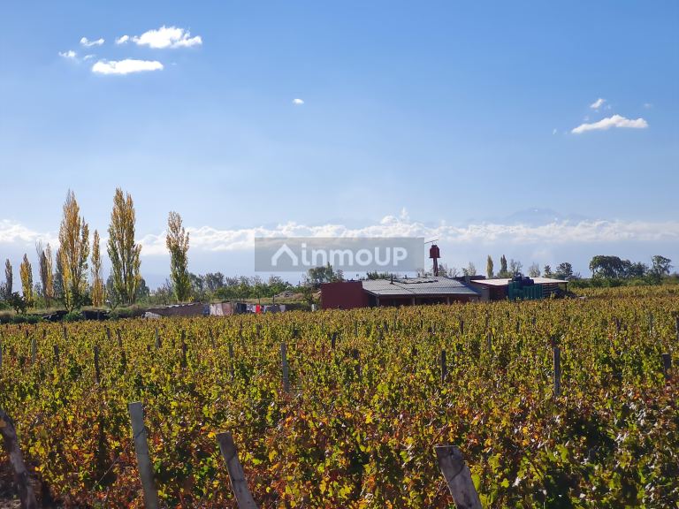 Finca en Venta en San Carlos, Mendoza