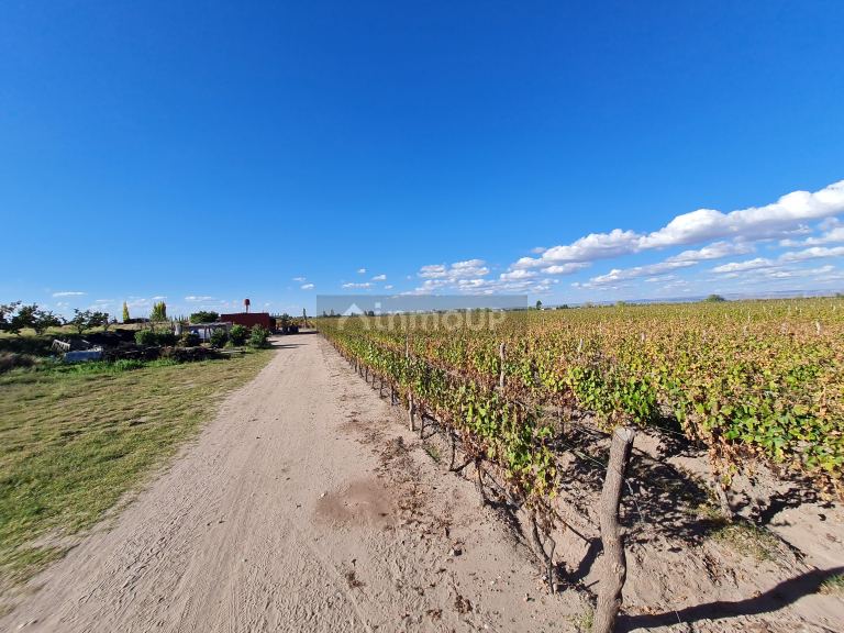 Finca en Venta en San Carlos, Mendoza