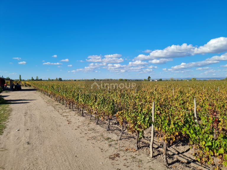 Finca en Venta en San Carlos, Mendoza