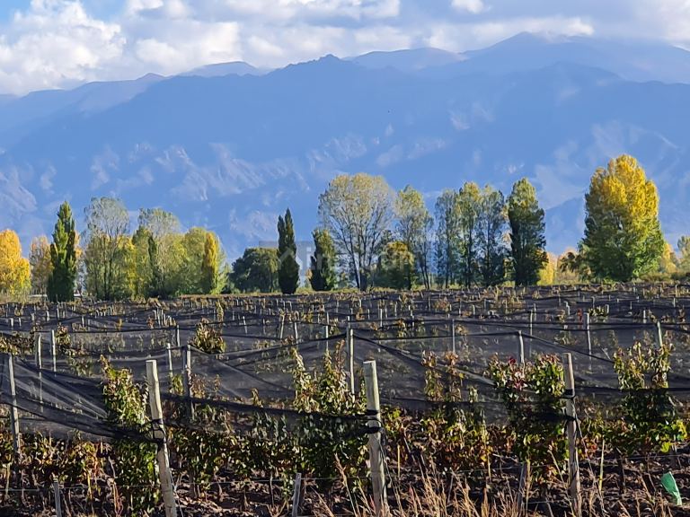 Finca en Venta en San Carlos, Mendoza