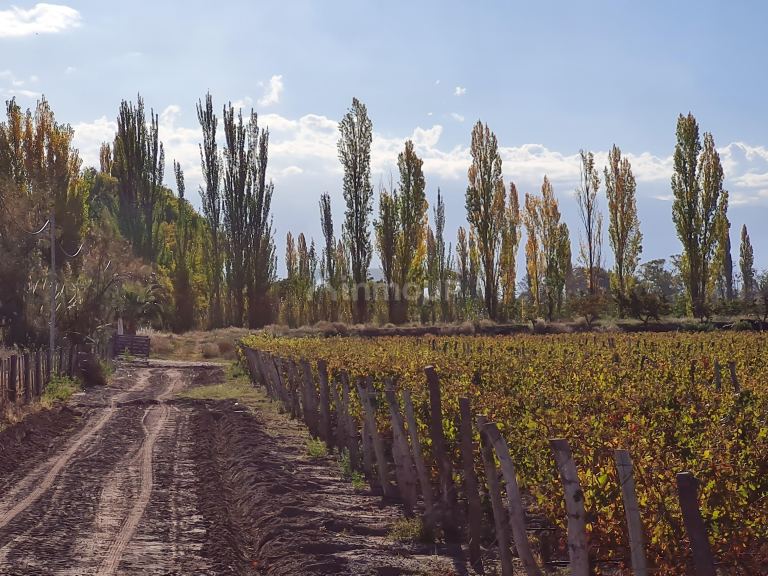 Finca en Venta en San Carlos, Mendoza